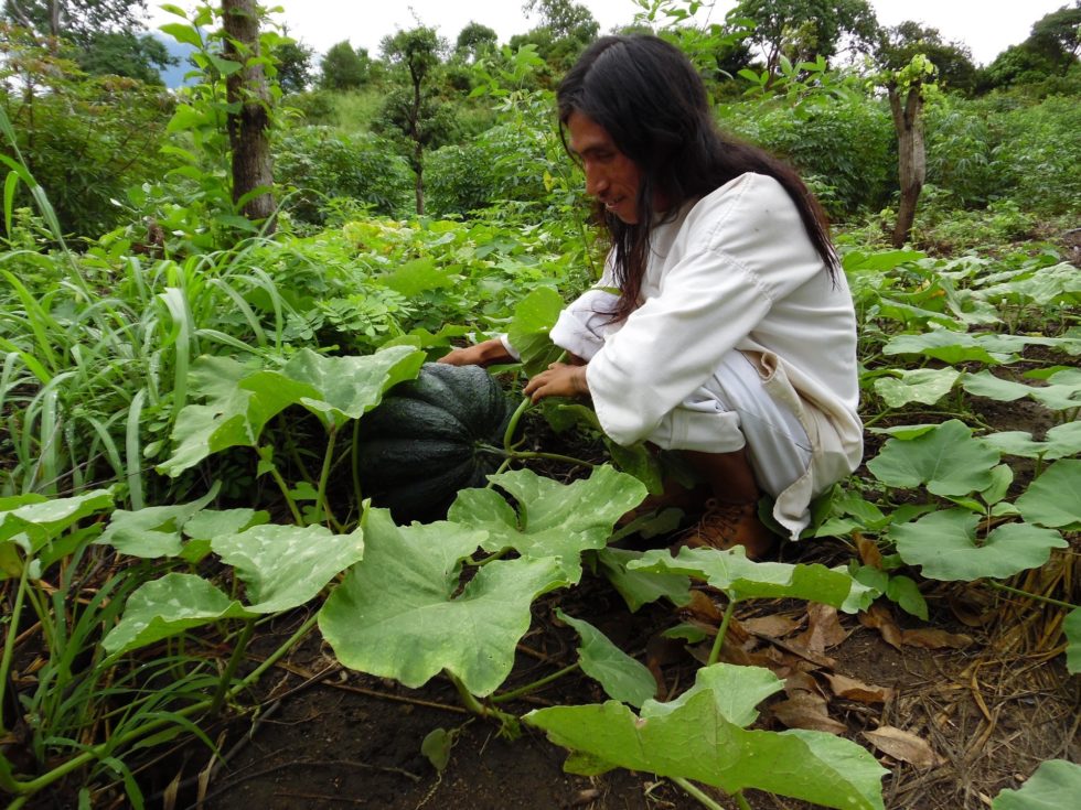 Agriculture Bonda